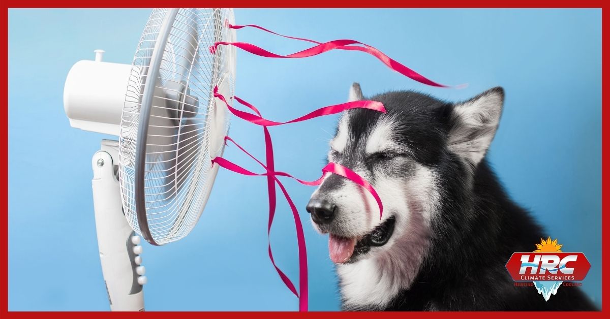 Dog sitting in front of fan
